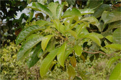 Meliosma simplicifolia subsp. simplicifolia